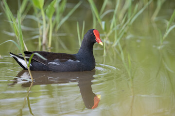 Bird Common Moorhen on paddy field