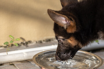 Adorable and cute playful German Shepherd Puppy drinking water