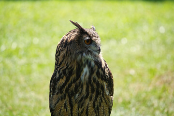 Falconry: Close up of Eurasian Eagle-Owl