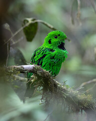 Nature wildlife image Whitehead's Broadbill bird endemic of Borneo