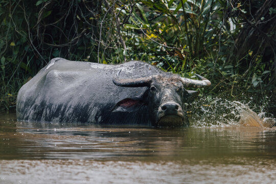 Nature wildlife image of Wild water buffolo on Mangrove forest