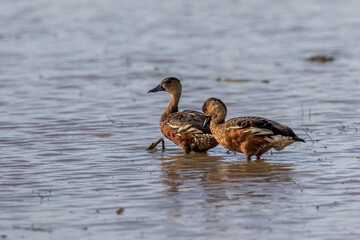 Nature wildlife of Wildlife whistling ducks chilling