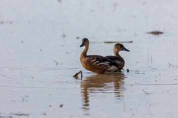 Nature wildlife of Wildlife whistling ducks chilling