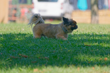 Close-up photo of a cute Tibetan Spaniel walking in the park