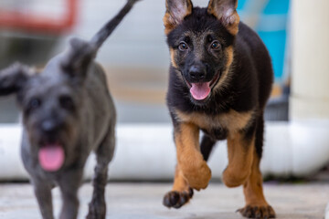Adorable and cute playful German Shepherd Puppy