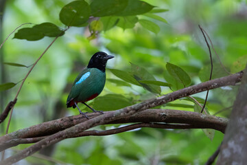 Nature Wildlife image of Borneo Hooded Pitta (Pitta sordida mulleri) on Rainforest jungle