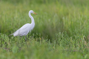 Nature wildlife image of Great Egret bird walk on paddy field