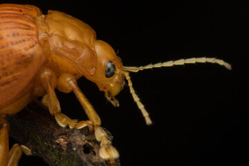 Macro image of beautiful leaf beetle of Sabah, Borneo