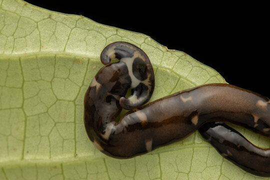 Close-up image of beautiful hammerhead worm on green leaves from Borneo