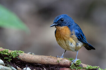 Nature wildlife image of Dayak blue bird Endemic of Borneo bird on deep jungle forest in Sabah,...