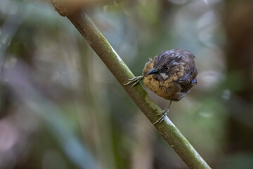 nature wildlife image of Grey-throated Babbler taken on deep rainforest jungle at Sabah, Borneo