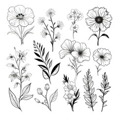 hand drawn botanical flowers line art . Collection of various blooming plants with stems and leaves isolated