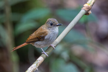 Nature wildlife of Rufous-tailed flycatcher perching on tree branch