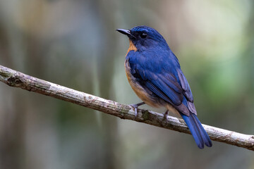 Nature wildlife image of Dayak blue bird Endemic of Borneo bird on deep jungle forest in Sabah,...