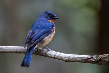 Sierkussen Nature wildlife image of Dayak blue bird Endemic of Borneo bird on deep jungle forest in Sabah, Borneo © alenthien