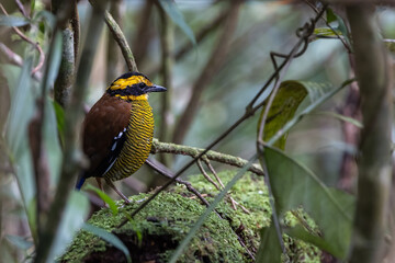 Nature wildlife image of Borneo banded pitta (Hydrornis schwaneri) It is found only in Borneo