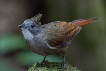 Nature wildlife of Penan Bulbul bird on deep Rainforest jungle