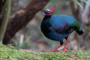 Nature wildlife portrait image of crested partridge (Rollulus rouloul) also known as the crested...