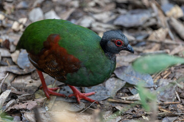 Nature wildlife portrait image of crested partridge (Rollulus rouloul) also known as the crested wood partridge, roul-roul, red-crowned wood partridge on deep forest jungle.
