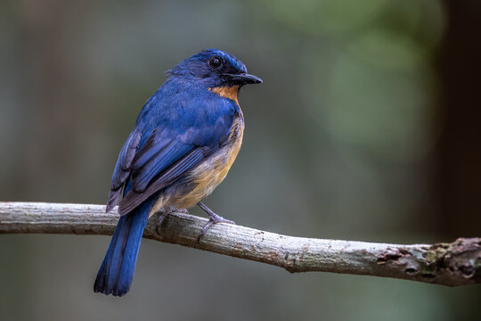 Nature wildlife image of Dayak blue bird Endemic of Borneo bird on deep jungle forest in Sabah, Borneo