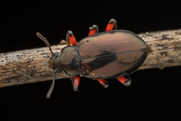 Beautiful nature macro insect of Darkling beetle Eucyrtus cf. pretiosus
