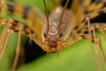Beautiful insect of huge House Centipede on green leaf