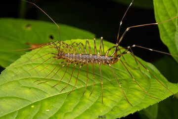 Beautiful insect of huge House Centipede on green leaf