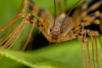 Beautiful insect of huge House Centipede on green leaf