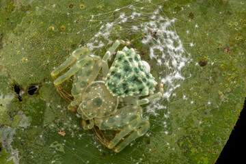 Amazing Beautiful Bird-dung Crab Spider Phrynarachne lancea on green leaf