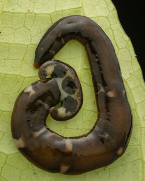 Close-up image of beautiful hammerhead worm on green leaves from Borneo
