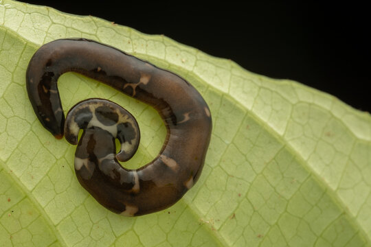 Close-up image of beautiful hammerhead worm on green leaves from Borneo