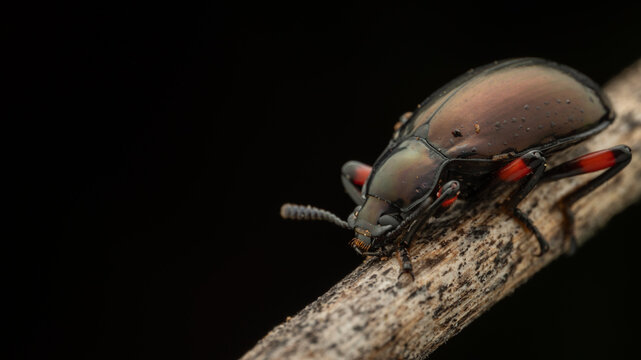 Beautiful nature macro insect of Darkling beetle Eucyrtus cf. pretiosus