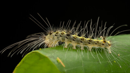 Beautiful hairy caterpillar of Sabah, Borneo