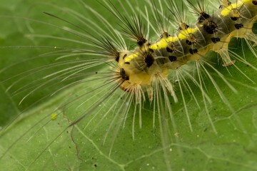 Beautiful hairy caterpillar of Sabah, Borneo
