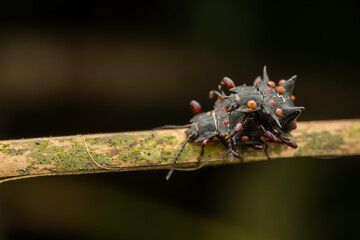 Nature wildlife macro image of weewil of Sabah, Borneo