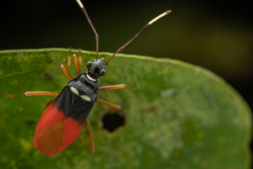 Macro image of beautiful Red Cotton Stainer- Genus Dindymus sp