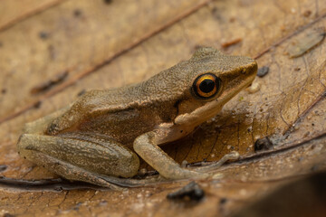 Macro image of beautiful Frog on leaf at Sabah, Borneo