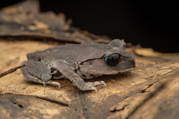 Nature wildlife macro image of beautiful Low land Litter Frog of Sabah, Borneo
