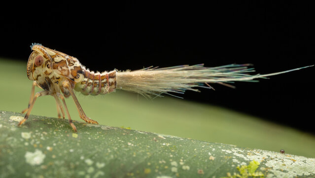 Nature Macro image of amazing beautiful planthopper nymp on green leaf at Sabah, Borneo