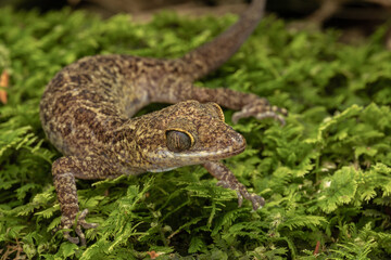 Nature wildlife of beautiful Bent-toed Gecko (Cyrtodactylus sp)