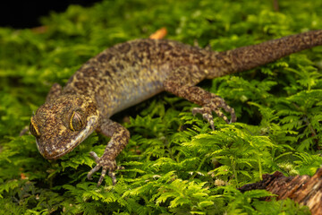 Nature wildlife of beautiful Bent-toed Gecko (Cyrtodactylus sp)