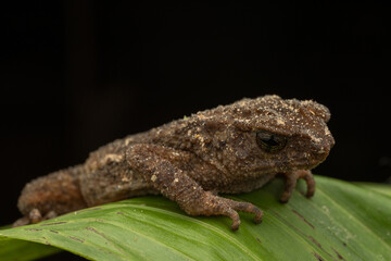 Nature wildlife image of Spiny Slender Toad (Ansonia spinulifer)