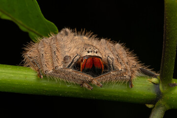 Nature wildlife image of Red-and-Black Jawed Huntsman (Heteropoda sp)