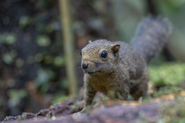 Naklejka na ściany i meble Nature wildlife image of Bornean Mountain Ground Squirrel on deep jungle forest.