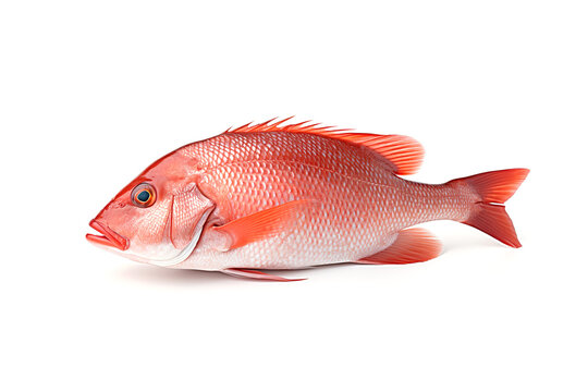 Image of red snapper on a white background. Animals. Illustration, Generative AI.
