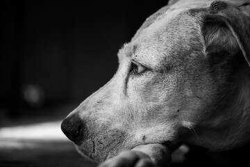 portrait of a white dog - Dogo Argentino