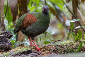 Nature wildlife portrait image of crested partridge (Rollulus rouloul) also known as the crested...