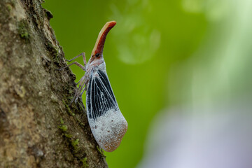 Nature wildlife footage of beautiful Lantern bug, Pyrops sultanus