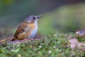 Nature wildlife image of Temminck's Babbler bird on Deep rainforest jungle at Sabah, Borneo