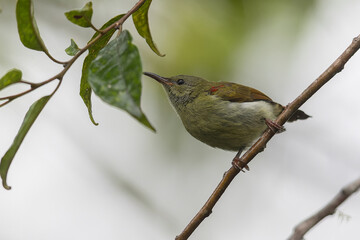 Beautiful bird of Temminck's Sunbird female of Sabah, Borneo